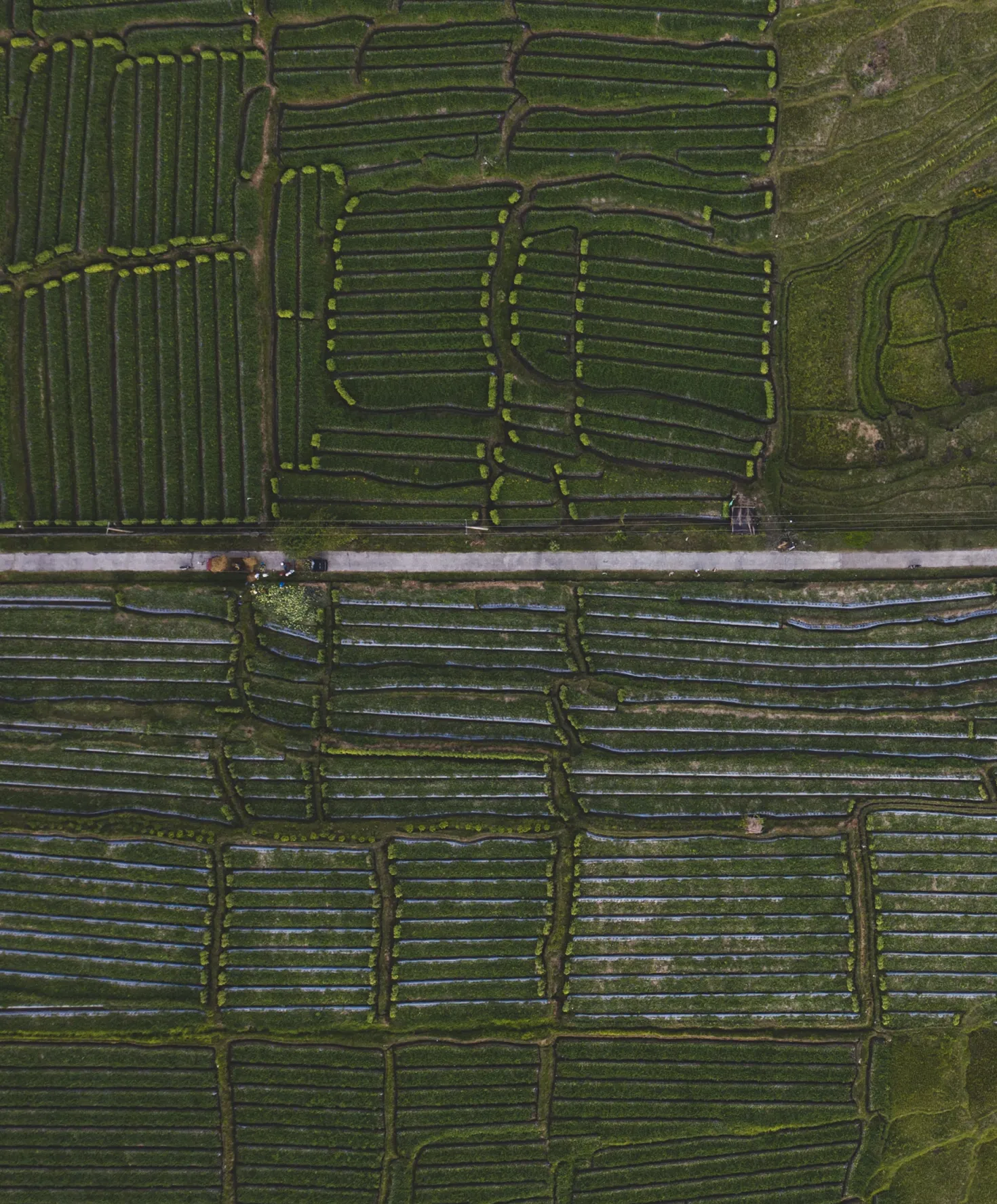 Westbound Utility Shorts