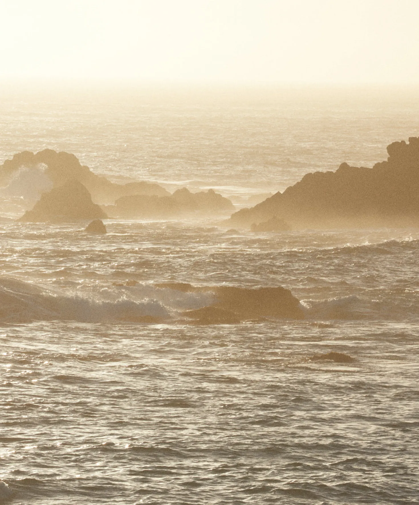 Women's Hightide Sweatshorts